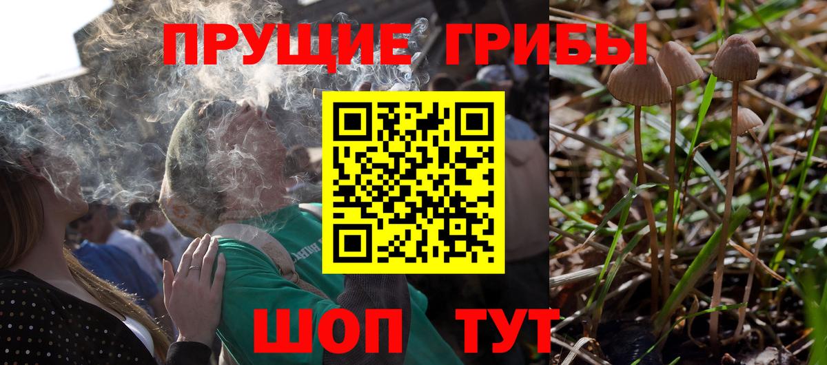 Галлюциногенные грибы Cubensis  Вход с VPN  Михайловка 